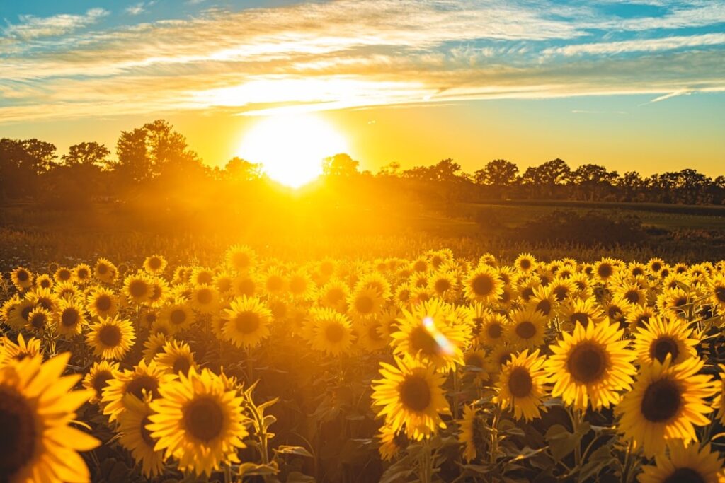 Brightly coloured sunflowers growing in a field with a sunrise and blue sky
